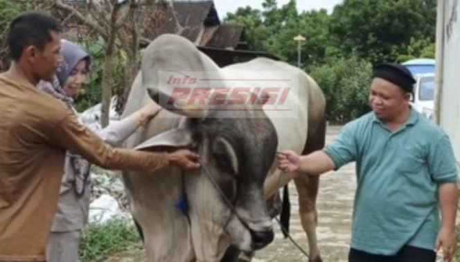 
					Dua sapi dari Metro jadi hewan kurban Presiden Prabowo untuk masyarakat