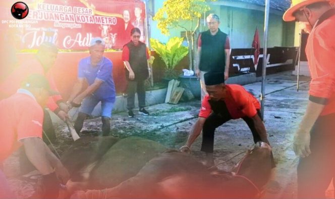 
					Rayakan Idul Adha 2026, DPC PDI Perjuangan Kota Metro Sembelih 2 Sapi